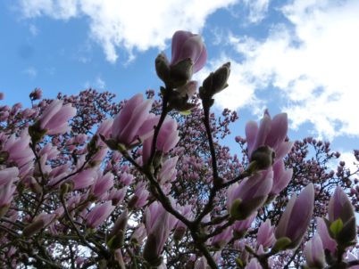 Retour en images sur la balade : « Beau comme un arbre dans la ville »