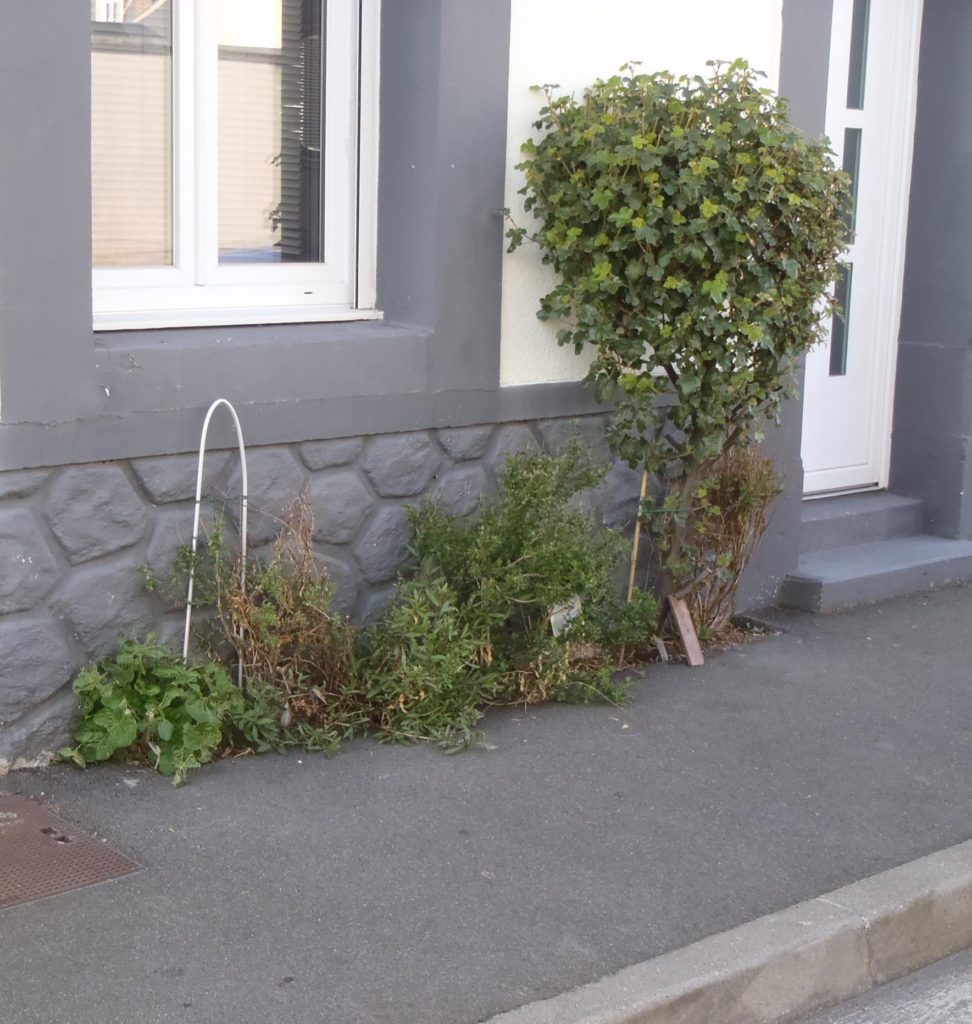 Depuis 2016, grâce à l’opération « A fleur de trottoir » lancée par la ville de Tours, les habitants ont commencé à fleurir leurs trottoirs. @CC37, 2021.