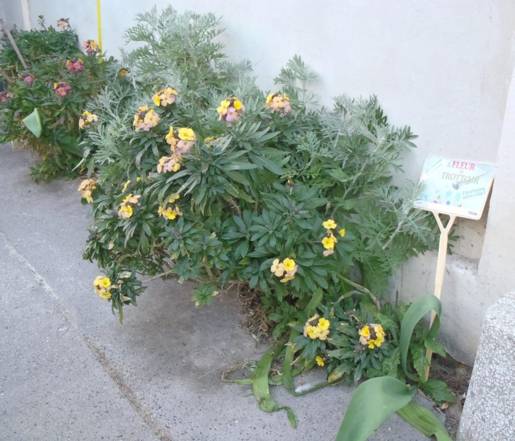 Depuis 2016, grâce à l’opération « A fleur de trottoir » lancée par la ville de Tours, les habitants ont commencé à fleurir leurs trottoirs. @CC37, 2021.