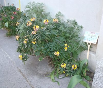 Dimanche 16 mai 2021 : balade à vélo, « Fleurs de trottoirs »