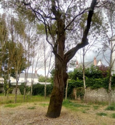 Dimanche 17 octobre Balade à vélo Arbres remarquables à Tours et alentours