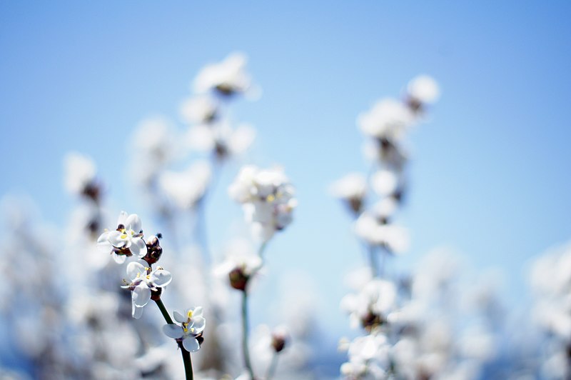 Fleurs blanches