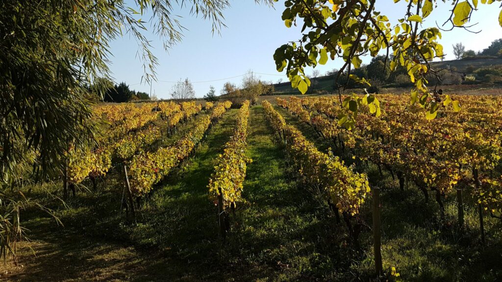 Paysage de vignes. @Vin sur vin. Photographe : Aurélie Mandon /Sébastien Rambour